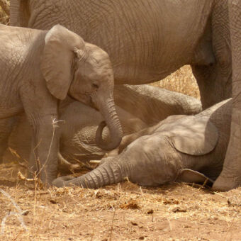 klein olifantje op de droge grond ligt een olifantje tussen de benen van de moeder en links een klein olifantje met daarachter de moeders