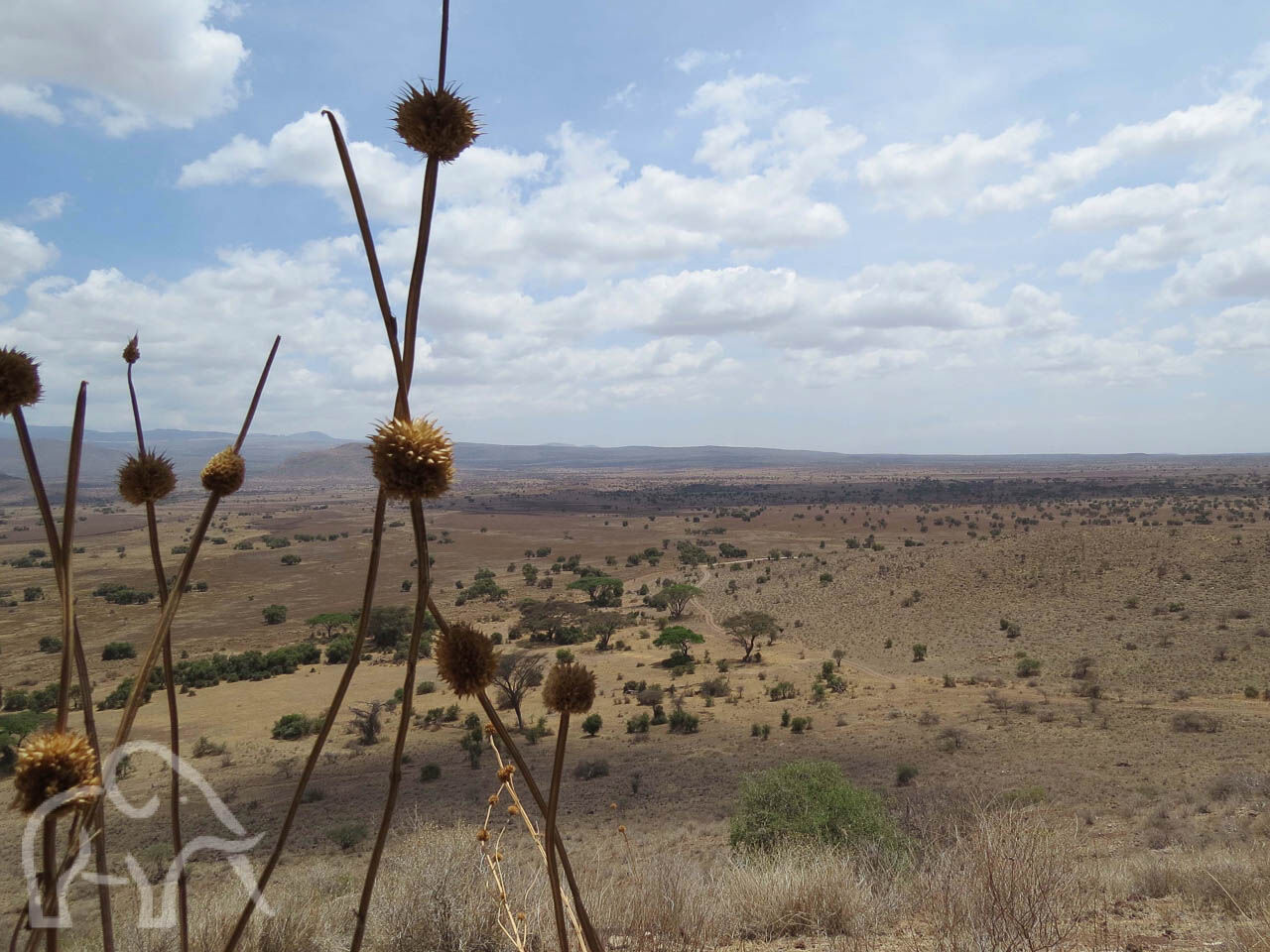 vanaf een hoger gelegen punt kijk je uit over de Enduimet met dor vlak grasland met hier en daar bomen vlakbij bij west kilimanjaro