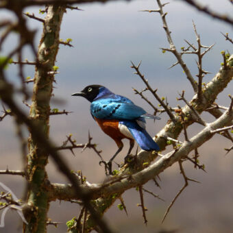 glansspreeuw fel blauw vogel met glanzende veren en een zwarte kop op een tak