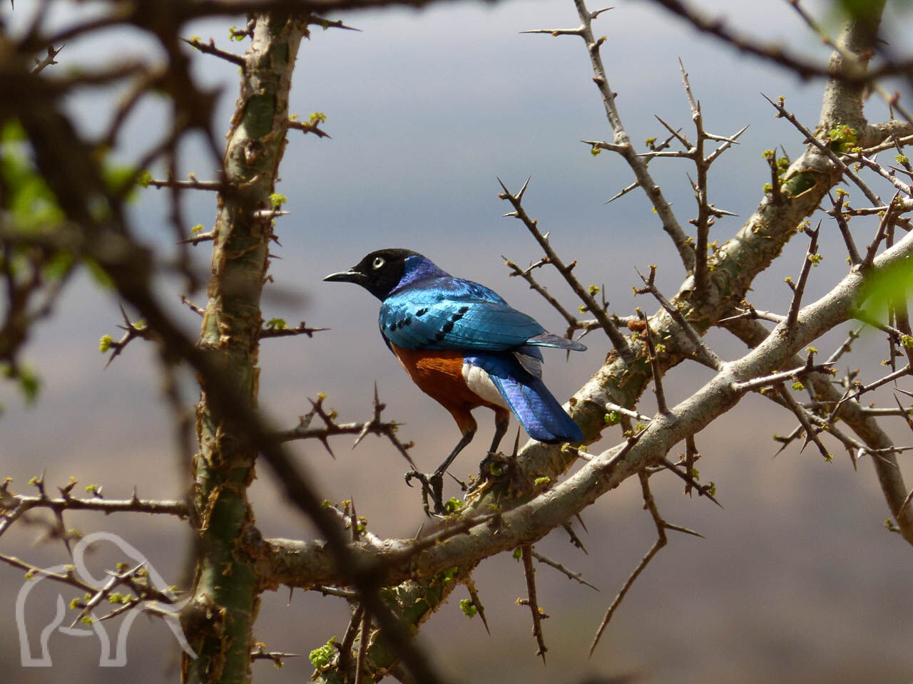 glansspreeuw fel blauw vogel met glanzende veren en een zwarte kop op een tak