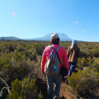 Shira plateau vrouw met rugzak en gids daarvoor lopend door taaie groene begroting tijdens een wandeltocht naar het Shira plateau