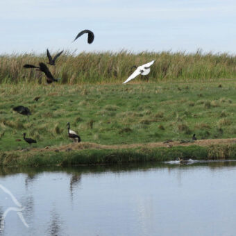 vogels water meta and oevers veel watervogels en er boven vogels in vlucht