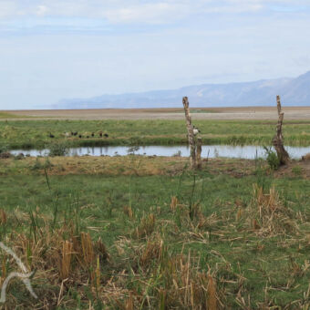 waterpoel groen gras met daarachter wat dode stammen met vogels erop en een waterpoel meer meer watervogels