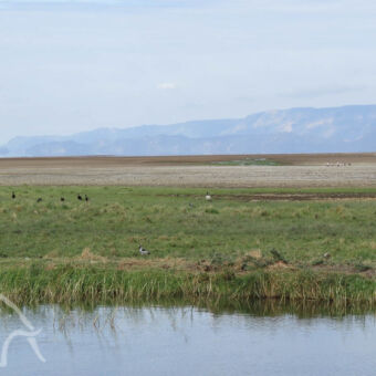 poel bij het meer water poel met daarachter grasland en de rim van de Great Rift nabij lake-Eyasi