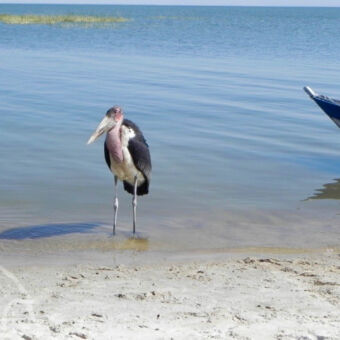 Maribu storck aan de oever van Lake Victoria een maribu storck met z'n voeten in het water