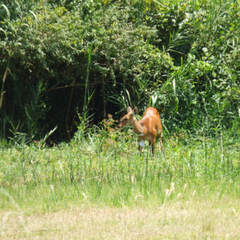 sitatunga zeldzame sitatunga antiloop met donker bruine glanzende huid in het hoge groene gras