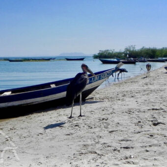 Maribu storck marabou stock bij een vissersboot met nog meer maribuys en vissersboten op Lake Victoria vissersdorpje