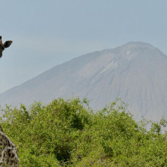 giraf links een giraf vanaf de romp in het groen met daarachter de vulkaan Ol Doinyo Lenga