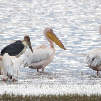 grote witte en zwarte vogels in het water bij lake Manyara