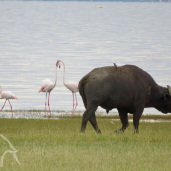 buffel en flamingo's buffel aan de oever met en roze flamingo's in het water