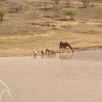 drinkende giraf en zebra's bij het Mkomazi meer tanzania