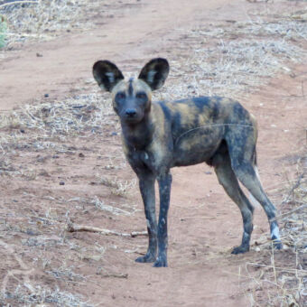 wilde hond close up van een wilde honden ons aankijken in Mkomazi tanzania
