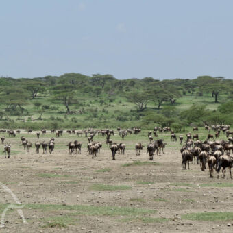 grote migratie vlakte met heel veel gnoes tijdens migratie met op de achtergrond een heuvellandschap met gras en bomen