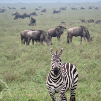 zebra met gnoes zebra die je aankijkt op de vlaktes van Ndutu met daarachter gnoes