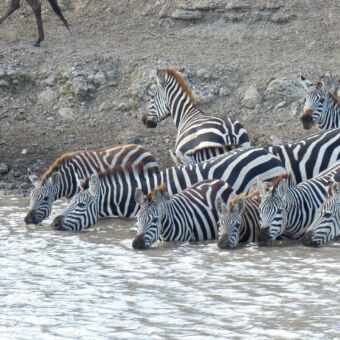 drinkende zebra's grote groep drinkende zebras half in het water bij Ndutu