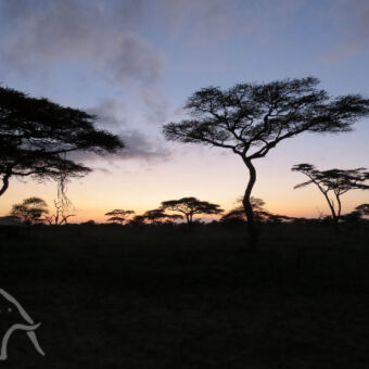 zonsopkomst landschap bij zonsopkomst met bomen die zwart kleuren tegen de lucht