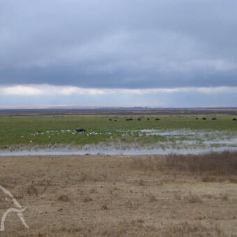 moeras droog grasland met daarachter een moeras met veel vogels en hier en daar een olifant