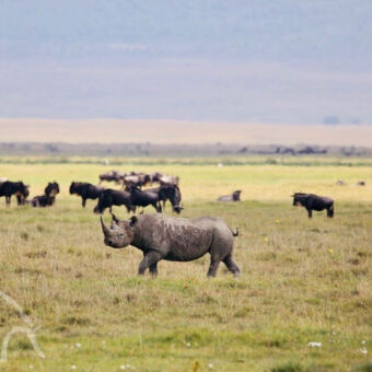 rhino in de krater bij ngorongoro met de achtergrond wildebeast