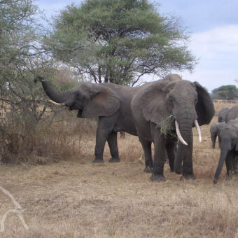 olifanten etende olifanten met kleintjes bij Ngorongoro