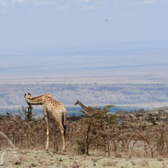 onderweg naar de Serengeti in een droge omgeving met allen wat lage stukje een paar giraffen die de laatste groene blaadjes eten in de buurt van Ngorongoro conservationa area