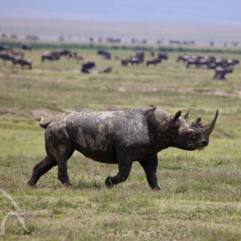neushoorn in de Ngorongoro krater rhino op de voorgrond die gras eet op de achtergrond migratie gnoes serengeti