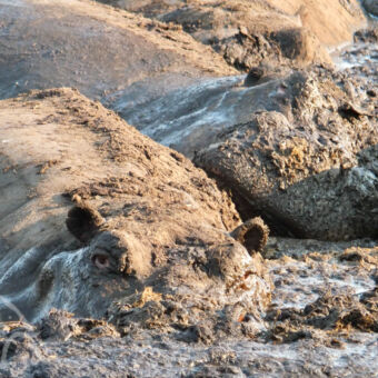 hippos in de modder je moet twee keer kijken en dan zie je de bovenkant van meerdere hippo's dicht op elkaar gepakt met heel veel modder op hun rug en om hun heen en een oogje en twee oortjes