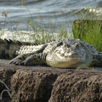 veel dikke krokodillen ingezoomd een krokodil die op een rots ligt met daarachter het water van lake victoria