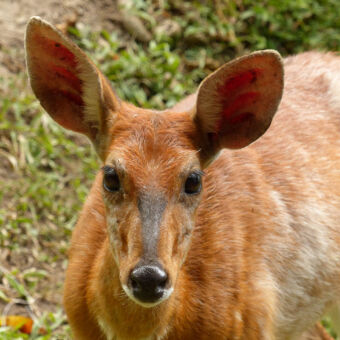 sitatunga close up van voren van een sitatunga antiloop in de buur van lake victoria