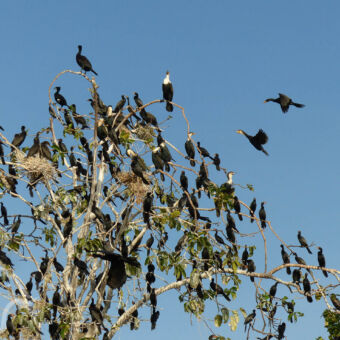 vogeleiland bovenkant van een boom vol pop elke tak meerdere watervogels