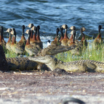 wildlife in overvloed twee krokodillen met het hoofd omhoog liggend op gravel met daarachter een groep donkerbruine ganzen aan het lake victoria bij Rubondo