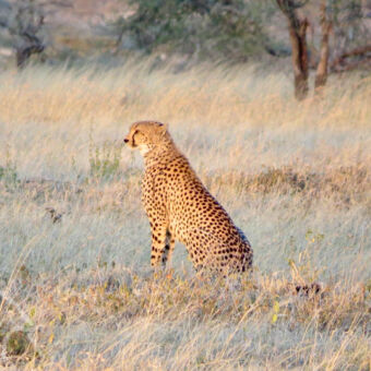 cheetah zittende cheetah die de omgeving van de serengeti afspeurt in de ochtenzon