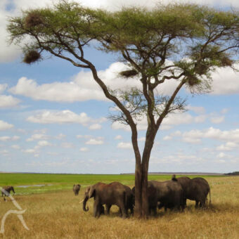 olifanten onder acaciaboom olifanten in de schaduw onder een boom uitkijkend over de moerassen in Tarangire
