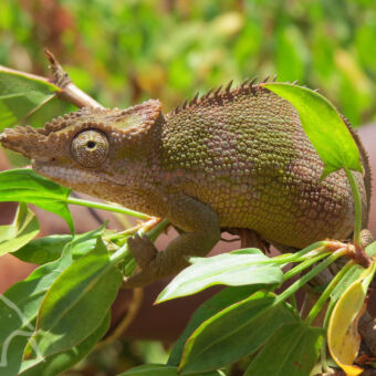 close up van een kameleon met putting neusje op een groene tak