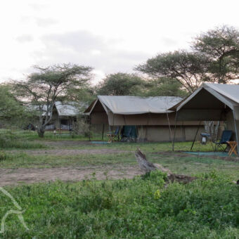 migratie camp Ndutu grote canvas safari tenten met luifel in de groen omgeving bij Ndutu