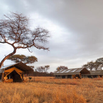 camp in de Serengeti op de voorgrond goudgeel gras met daarachter drie safaritenten in het typische landschap van de serengeti met de acacia bomen