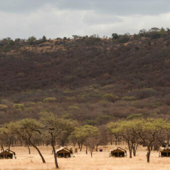 kleinschalig landschap van de serengeti met goudgeel gras met acacia bomen en vier safaritenten met daarachter een dichtbegroeide heuvel