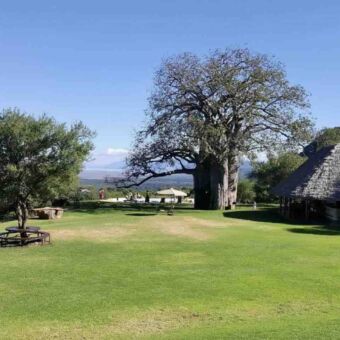 Migombani campsite groen vlak grasveld met een restaurant rechts een grote baobab en daar achter een zwembad met prachtig uitzicht over manayara bij de Migombani campsite