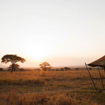 Noord-Serengeti vlakte van de serengeti met goudgeel gras met rechts nog een klein stukje van een safari tent