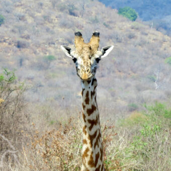 giraffe hoofd met stuk van de nek je recht aankijkend met op de achtergrond hoge bergen