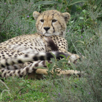 cheeta opkijkende liggende cheetah in hert groene gras bij Ndutu tanzania