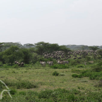 grote kuddes In Ndutu met groene grasvlakte met hier en daar een boom zebra's en grote groep gnoes