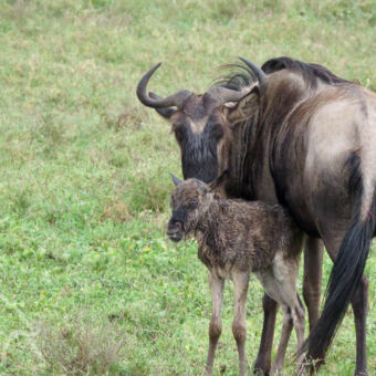 pasgeboren gnoe Ndutu jonge gnoe