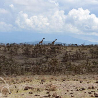 wijdse uitzichten twee giraffen aan de horizon lopend door een droog en dor landschap bij Ngorongoro