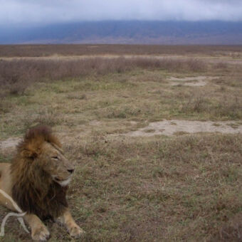 leeuw met donkere manen net wakker geworden leeuw in de krater van Ngorongoro