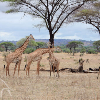 Ruaha landschap drie giraffen in een droog landschap met hier en daar een boom in Ruaha
