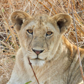 jonge leeuw leeuwin die je recht aankijkt en ligt in dor gras