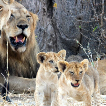 leeuwenfamilie overbelichte close up van 2 welpjes staand en een staande leeuwin en lichtende leeuw voor een boom