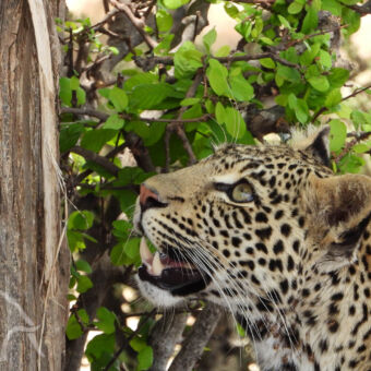 luipaard een close up van luipaard hoofd die omhoog kijkt klaar om de boom in te springen