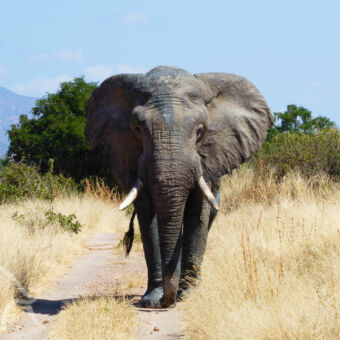 olifantenbul grote olifantenbul van dichtbij die ons aanstaart met zijn oren flapperend