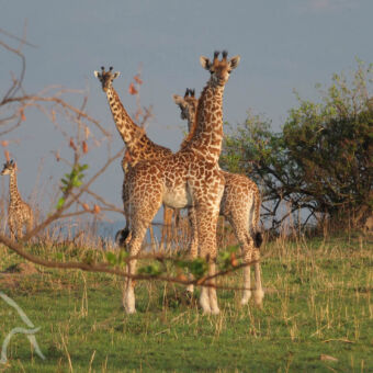giraffen in een groenlandschap op de serengeti staan vier giraffen waarvan twee ons aankijken